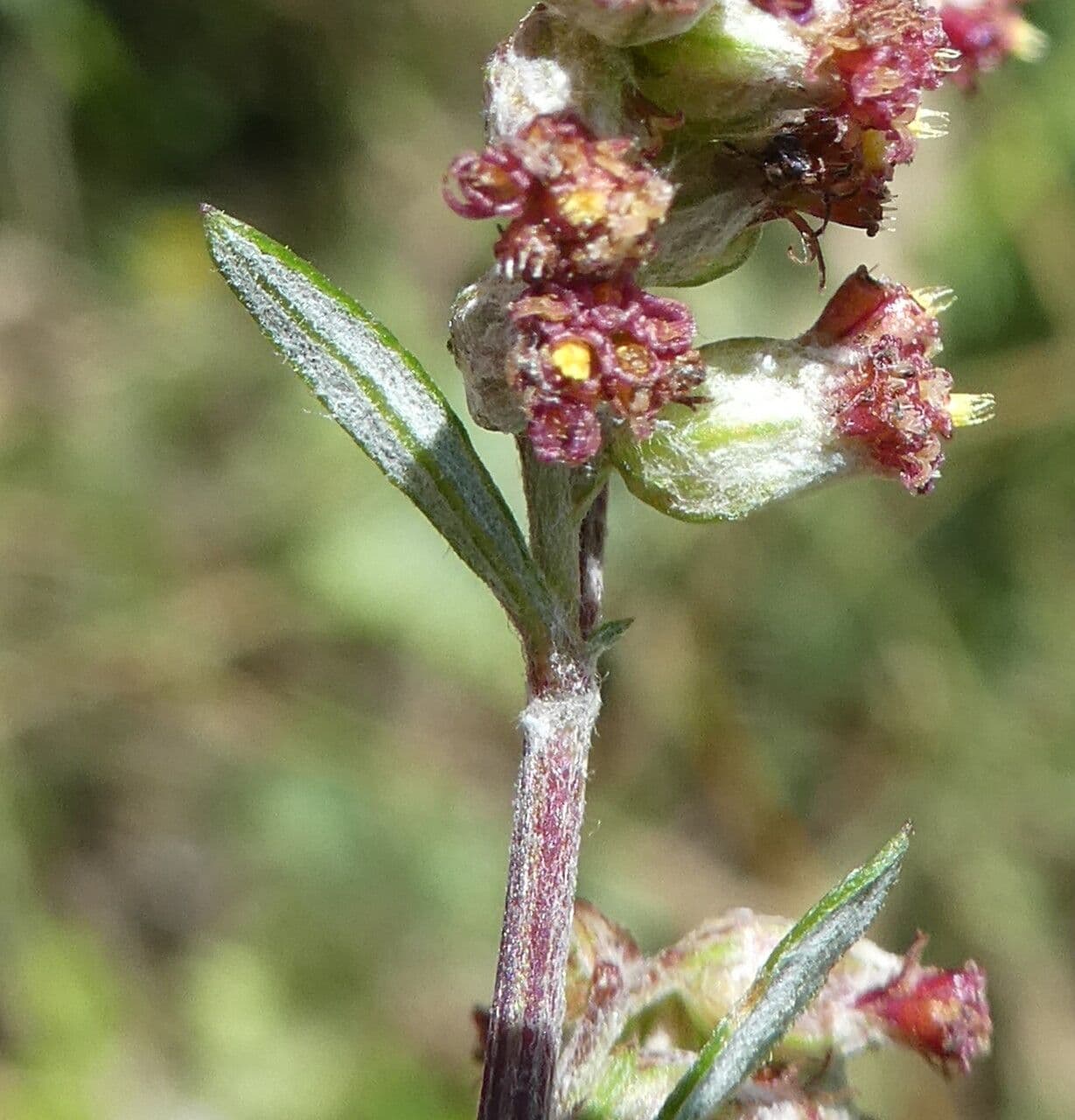 Bylica Verlota 25