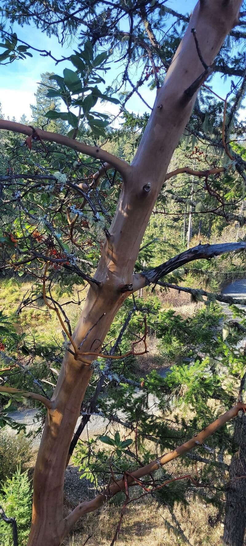 Arbutus menziesii 24