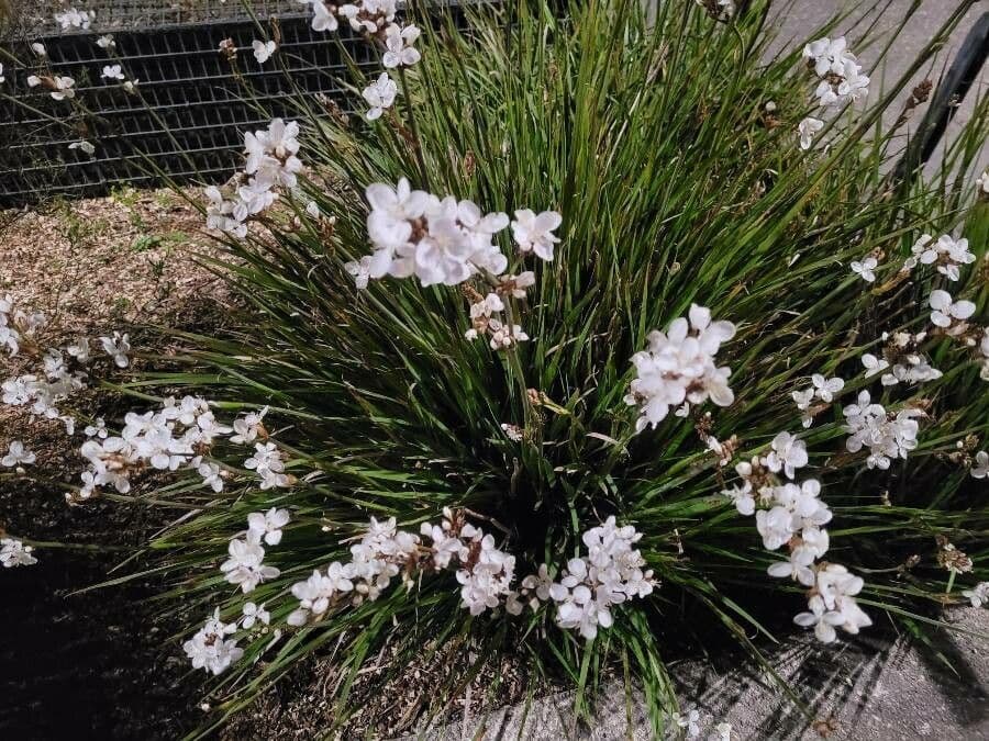 Fiore di raso del Cile 13