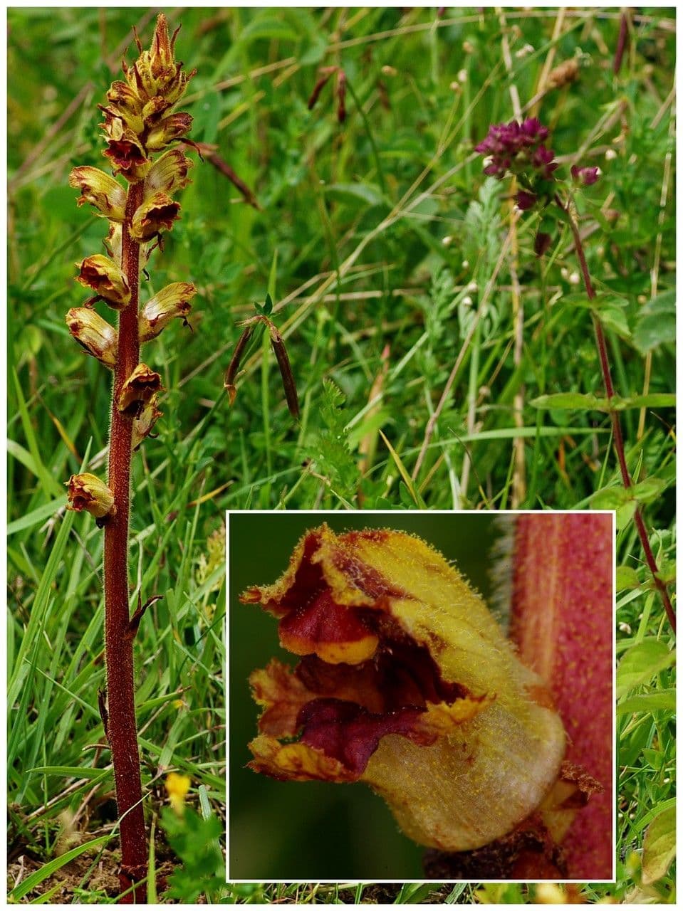 Succiamele gracile 26