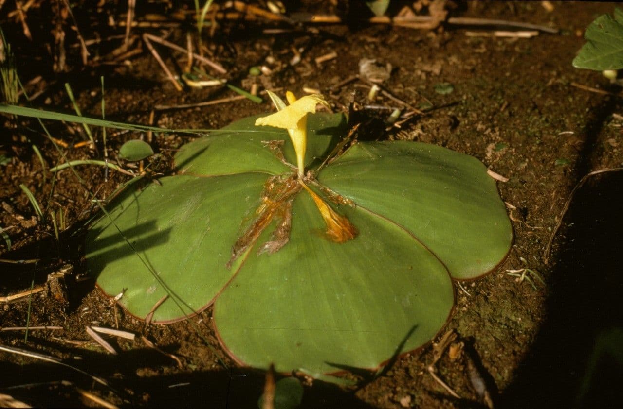 Costus 3
