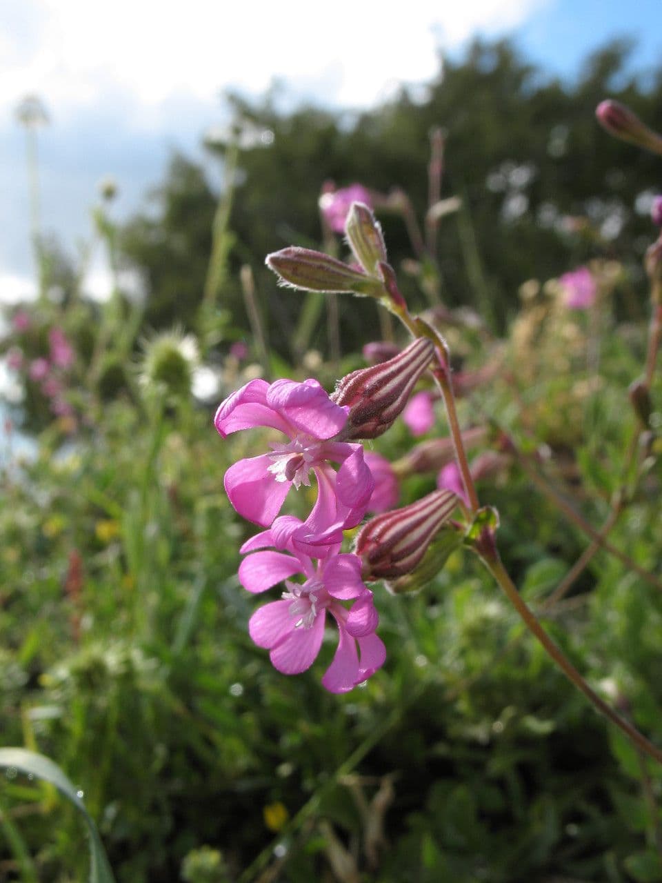 Silene 6