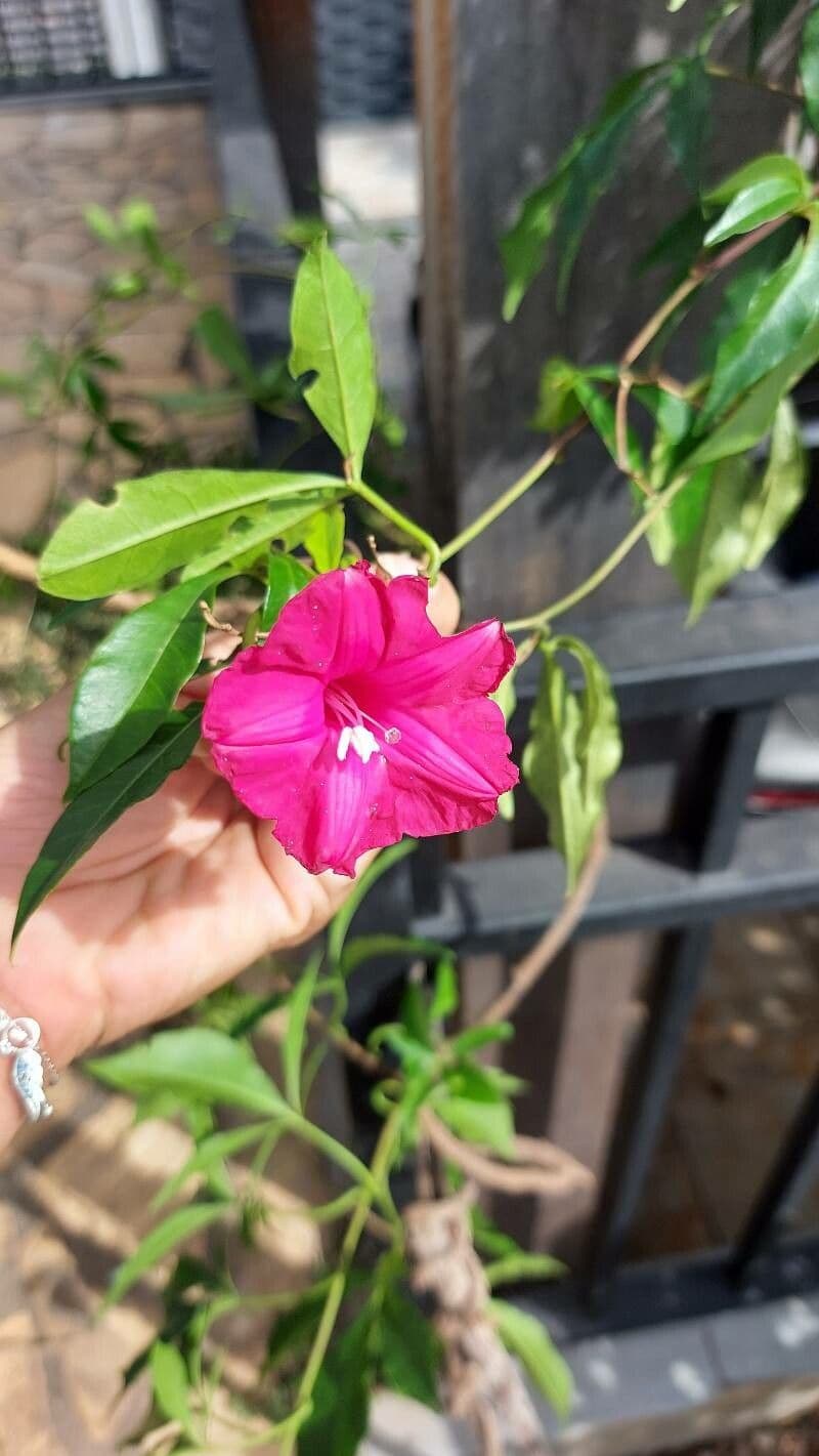 Ipomoea horsfalliae