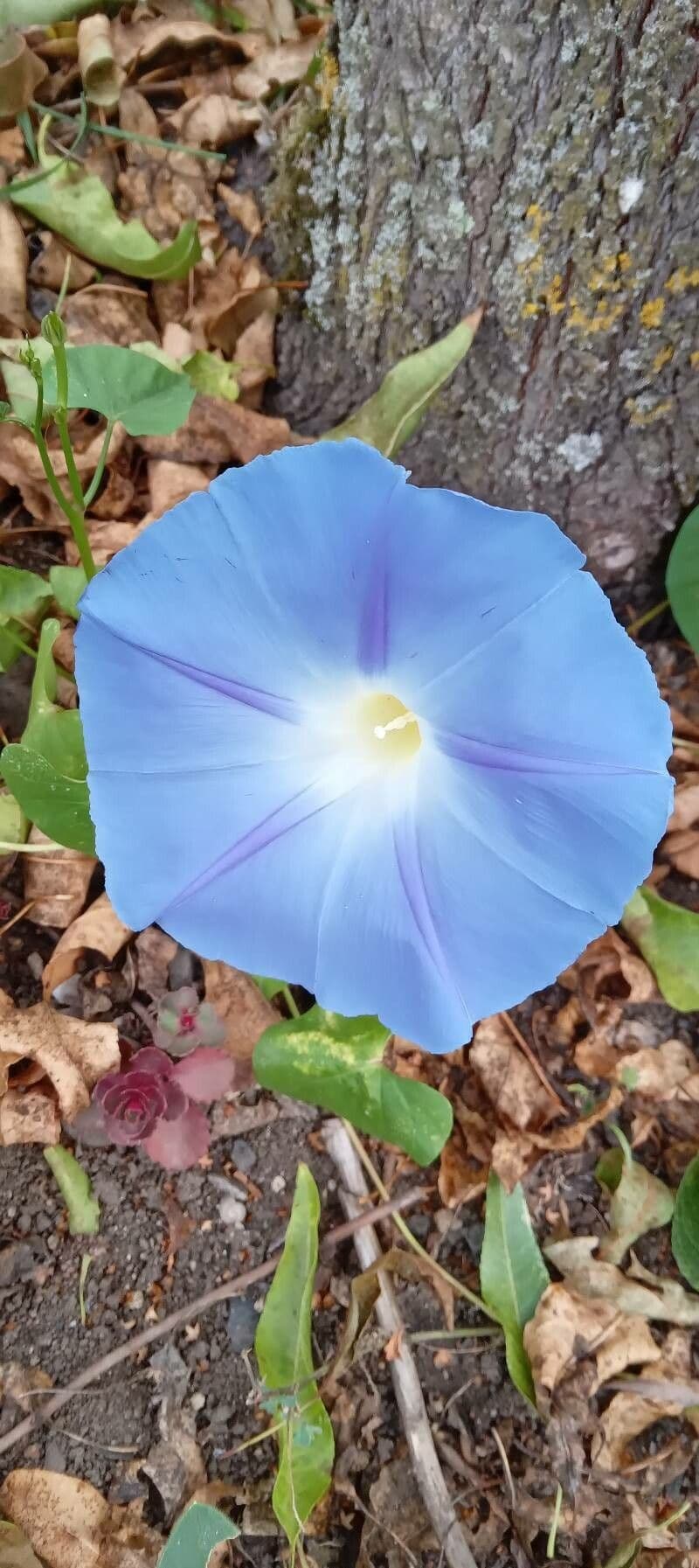 Ipomoea tricolor 5