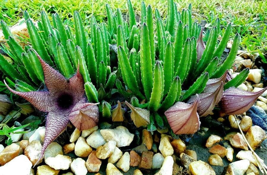 Stapelia gigantea 16