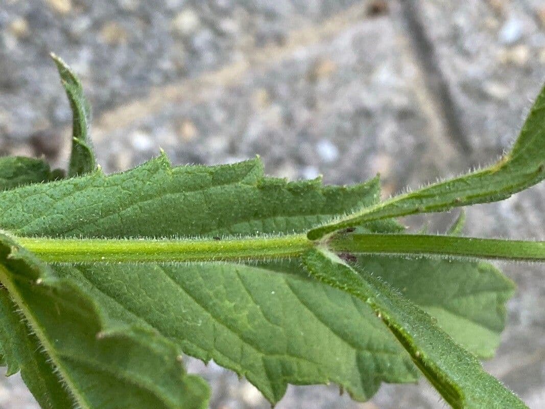 Verbena rigida 21