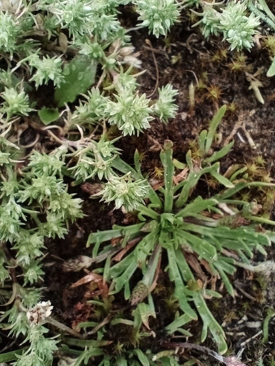 Centonchio annuale 7