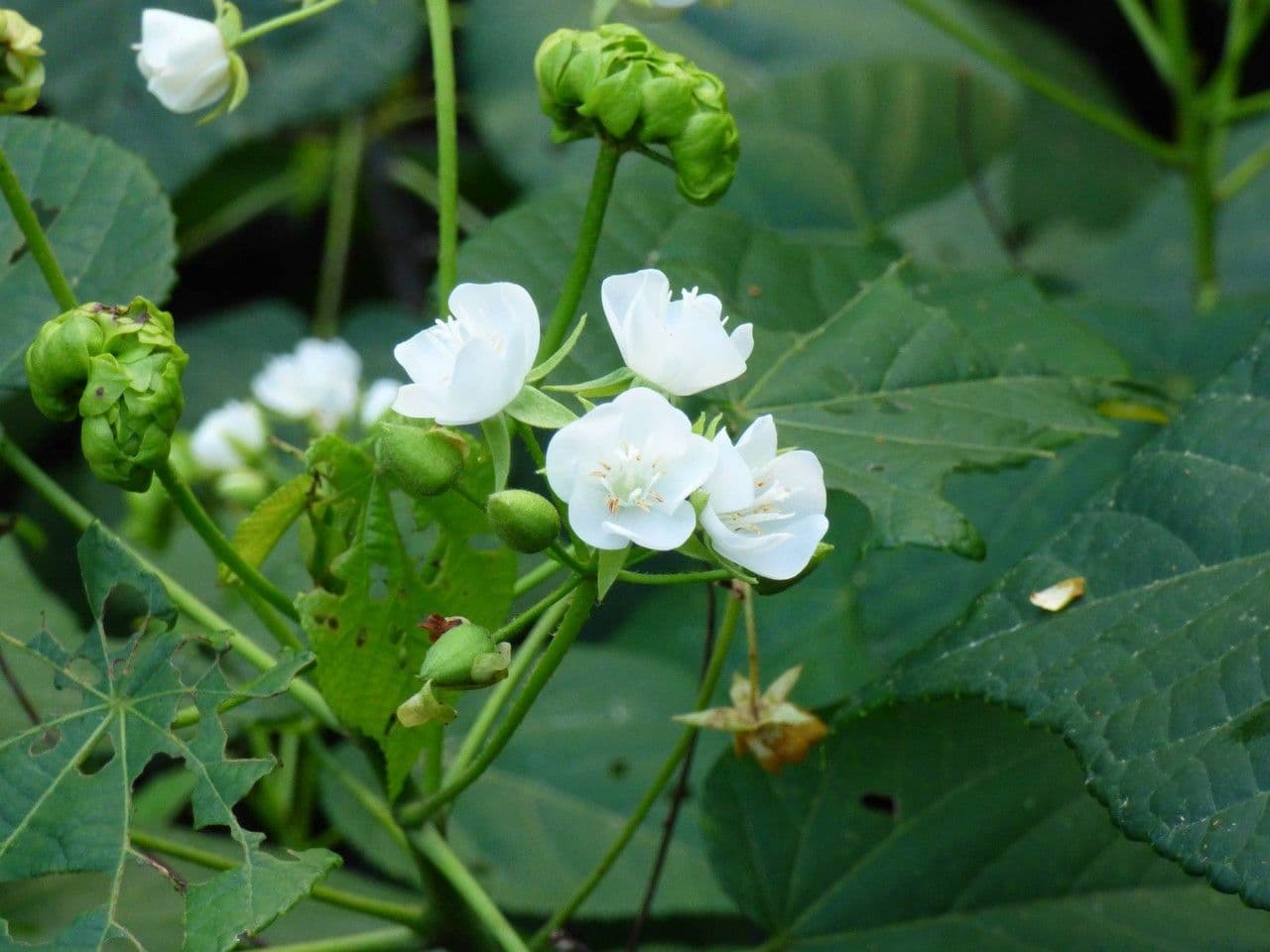 Dombeya 6