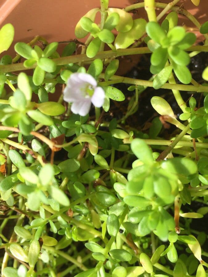 Brahmi 2