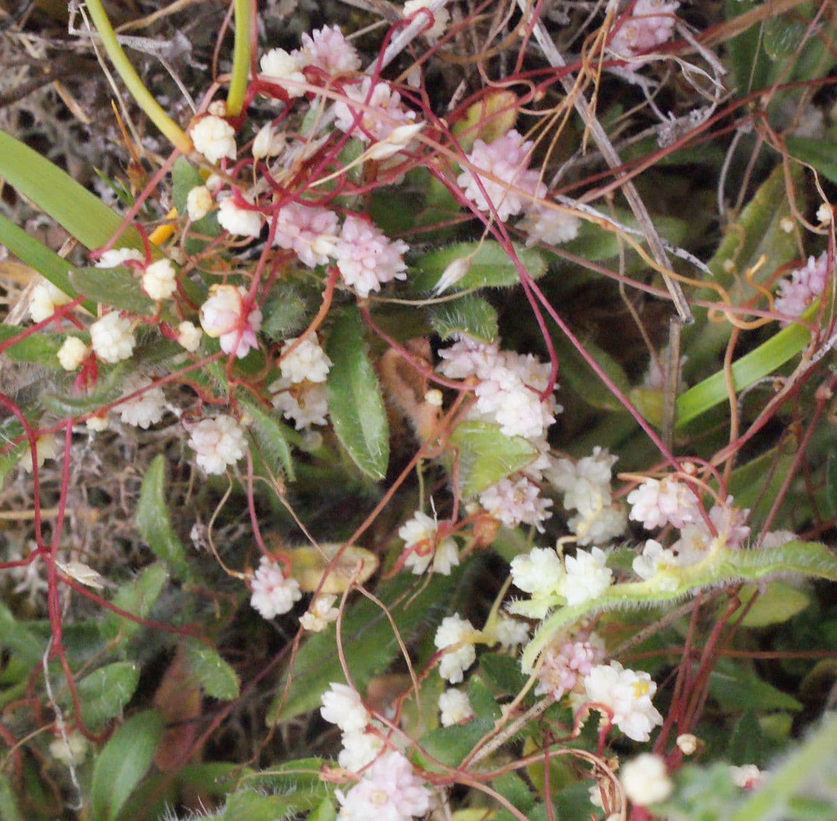 Cuscuta a semi piccoli 6