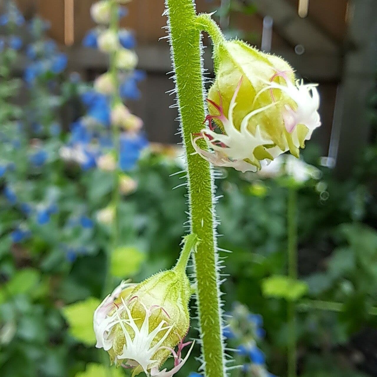 Tellima grandiflora 22