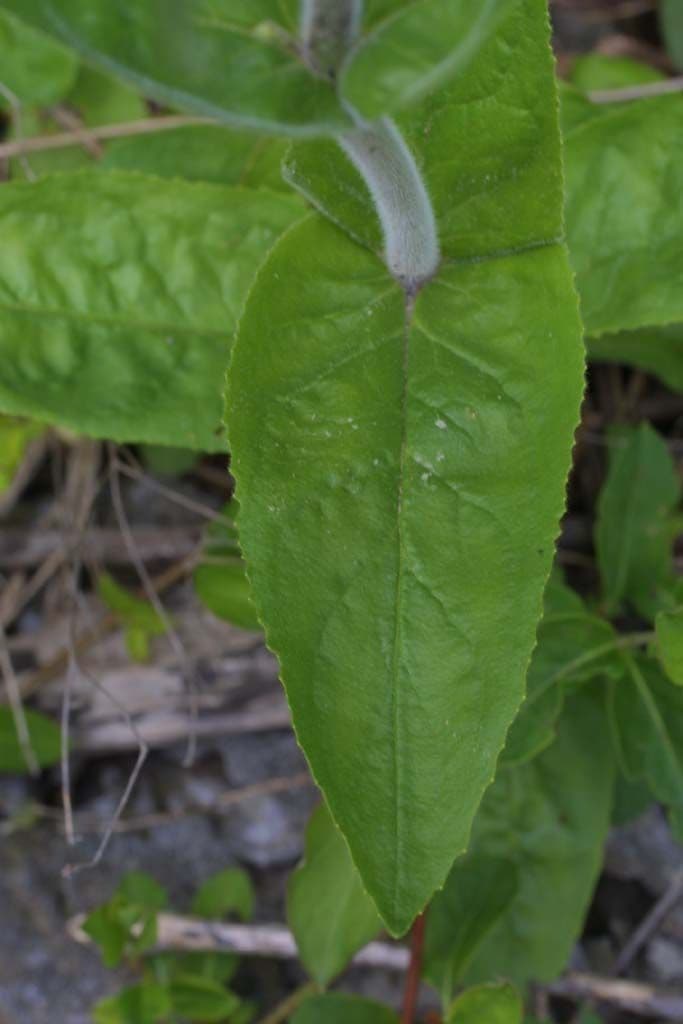 Penstemon 15
