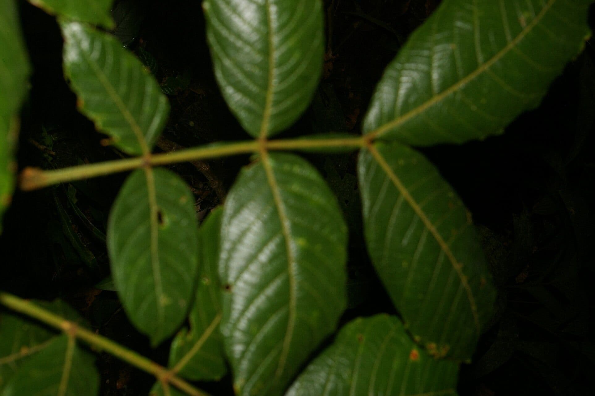 Inga