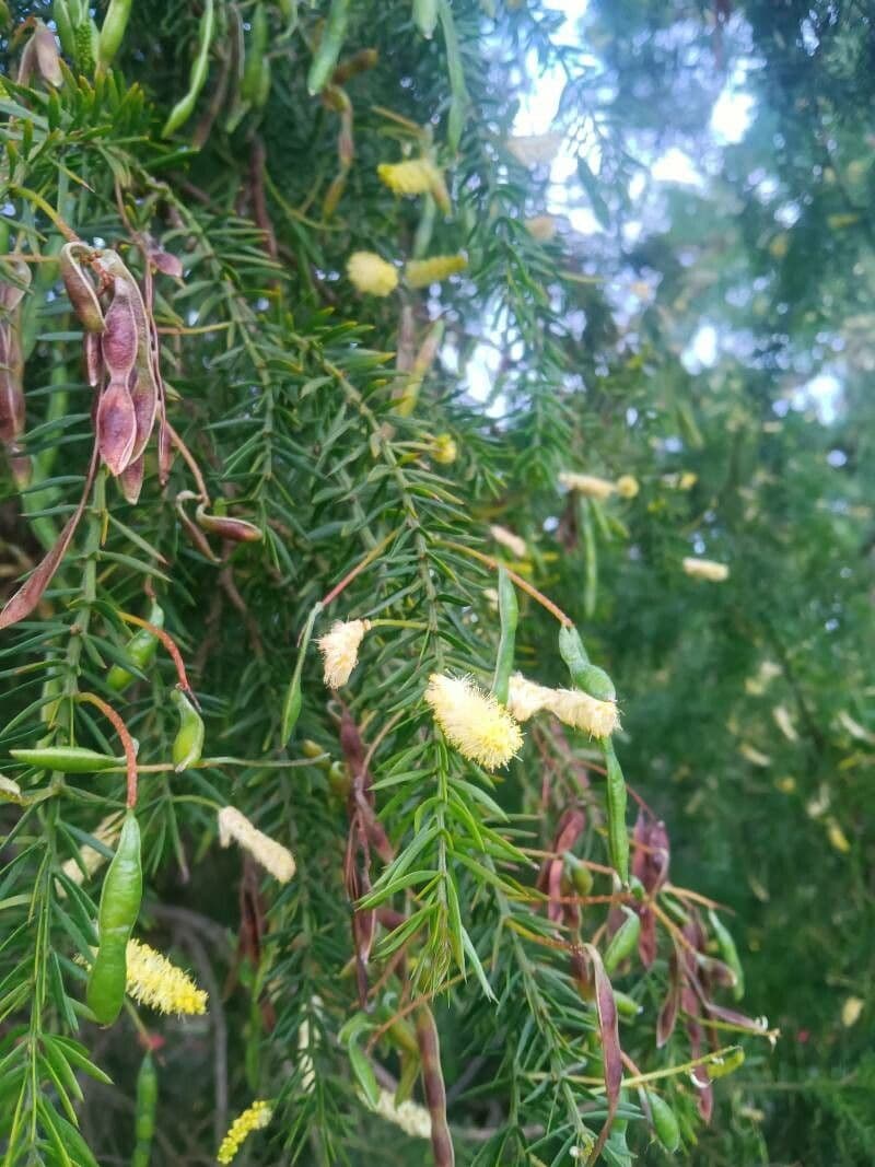 Acacia verticillata 3