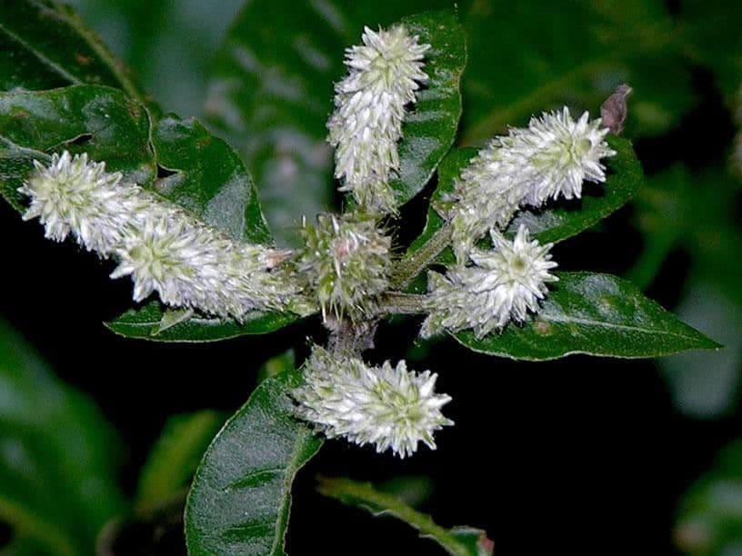 Cyathula