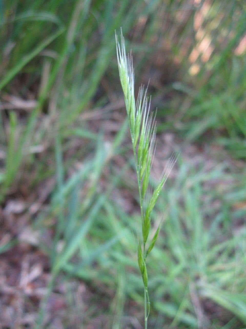 Paléo bromoide 10