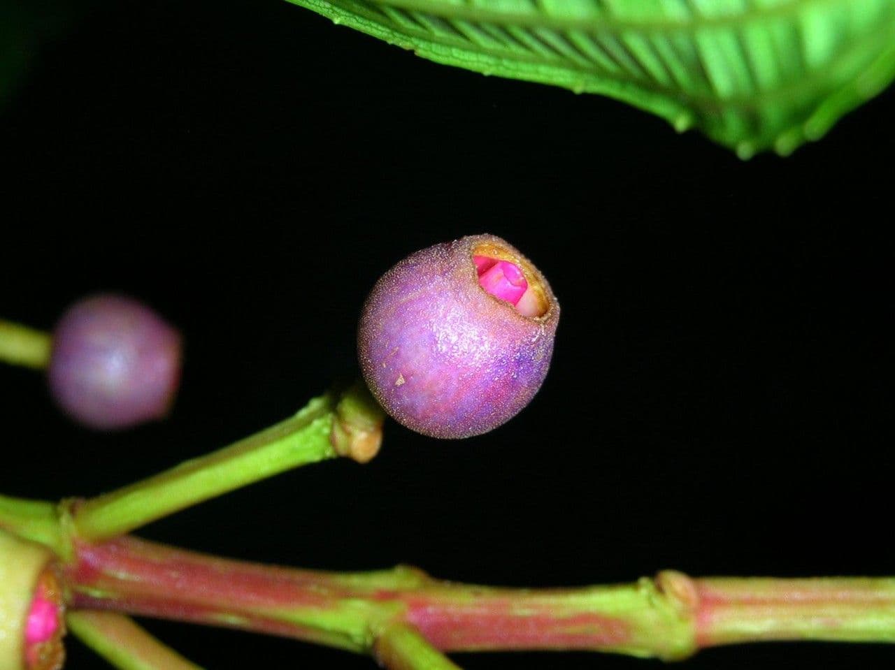 Conostegia luquillo 3