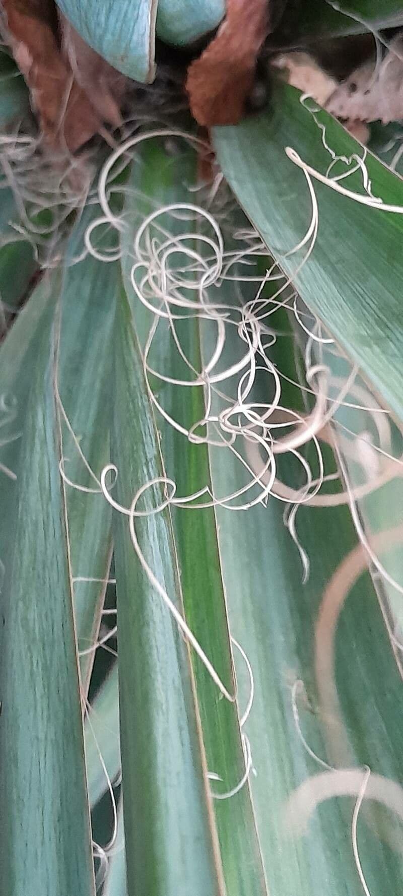 Schopf-Yucca 30