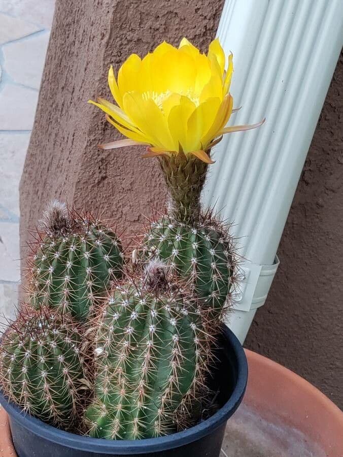 Goldene Osterlilienkaktus 4