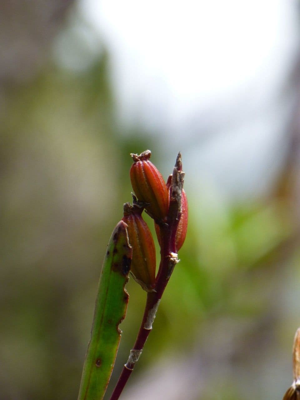 Bulbophyllum 4