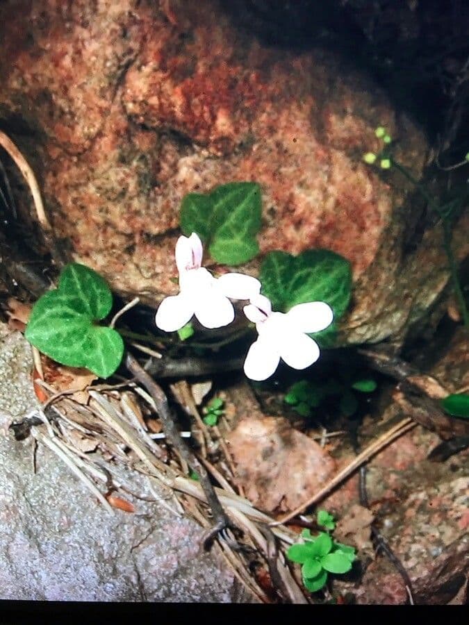 Cymbalaria 3