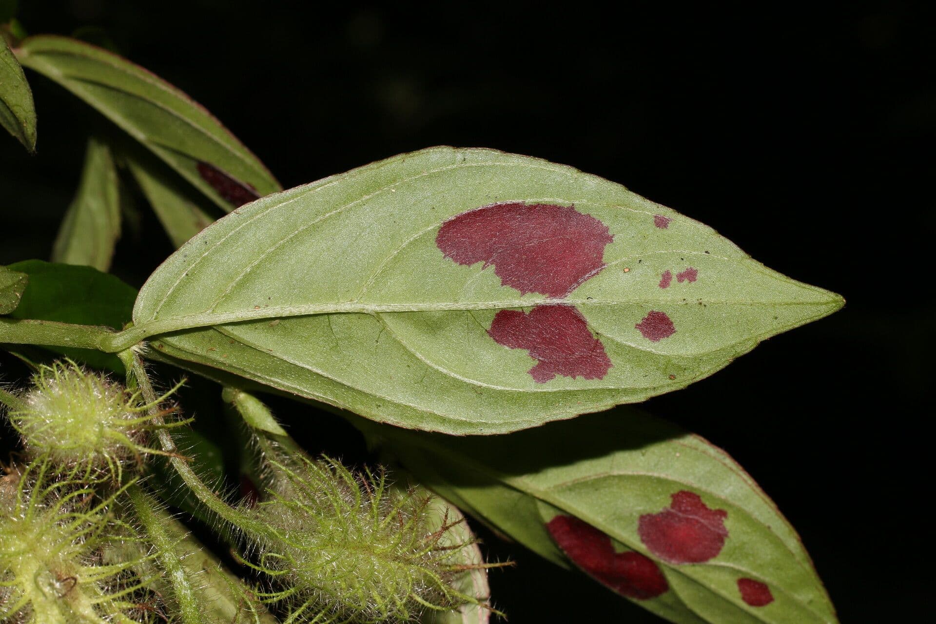 Columnea 13