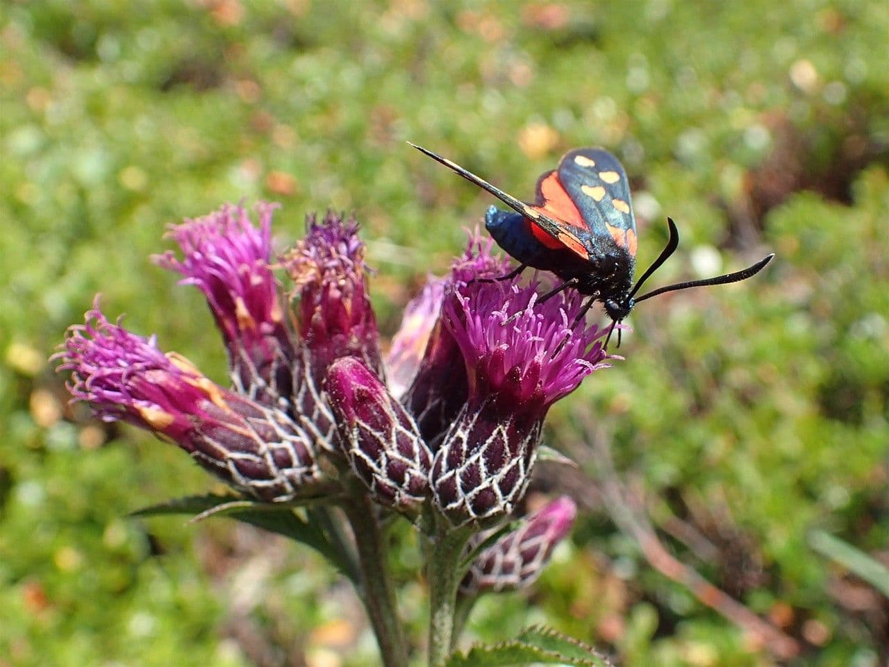 Serratula comune 14