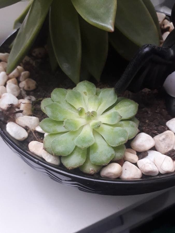 Echeveria 22