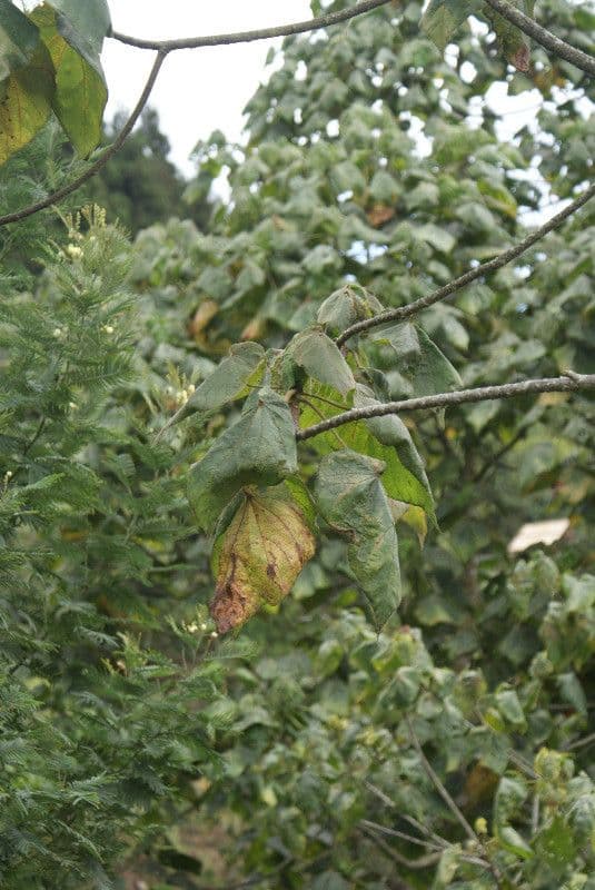 Dombeya 16