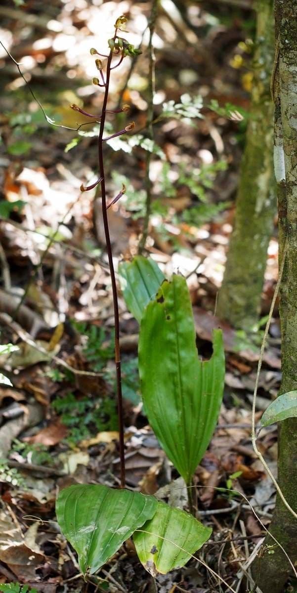 Orchidea 6