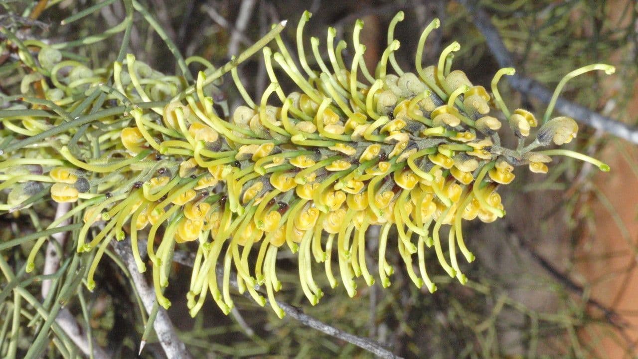 Schmalähre-Grevillea 2