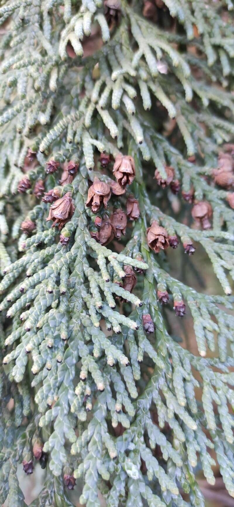 Thuja