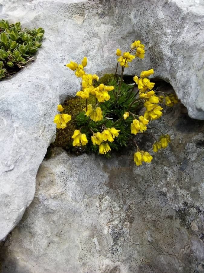 Draba aizoides 10