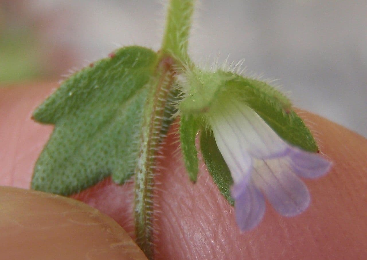 Campanula erinus 7