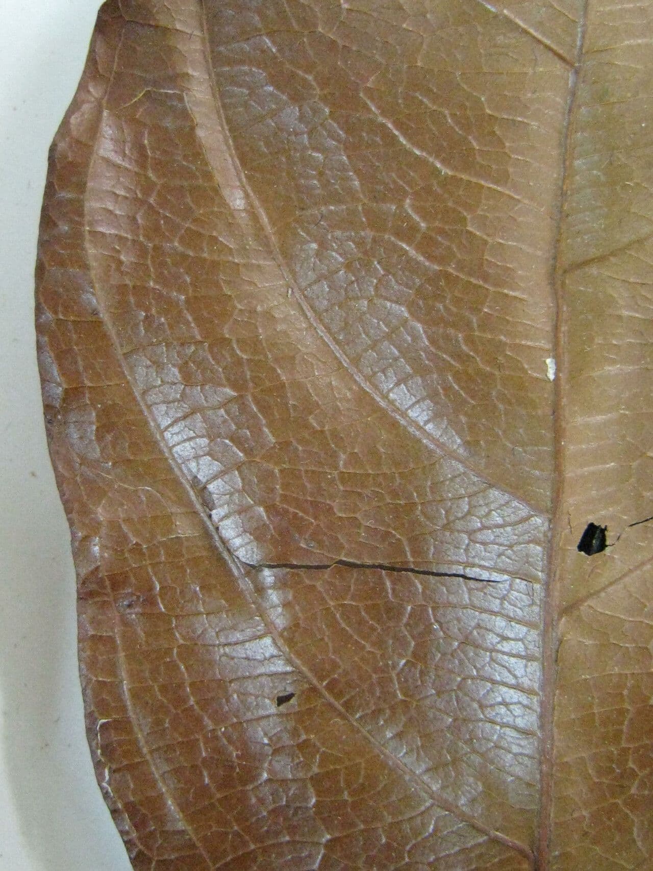 Terminalia 2