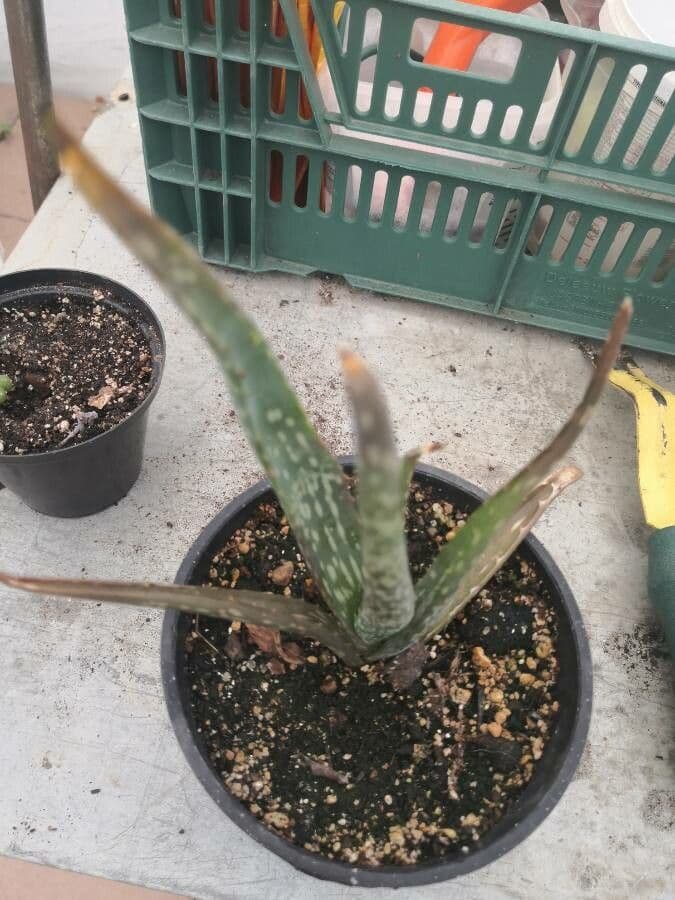 Aloe 6