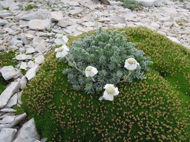Achillea 6