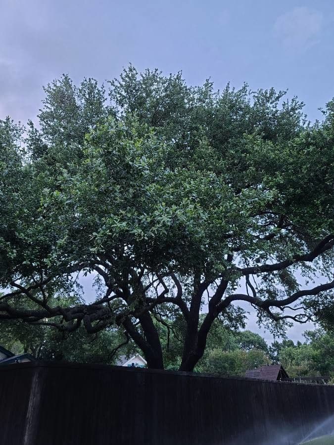 Texas-Eiche 11