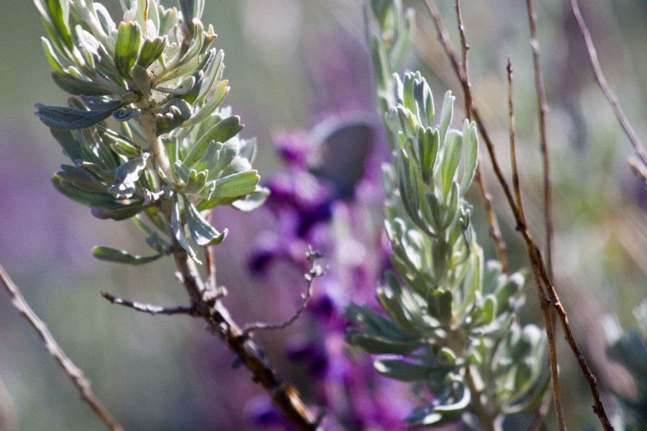 Artemisia tridentata 6
