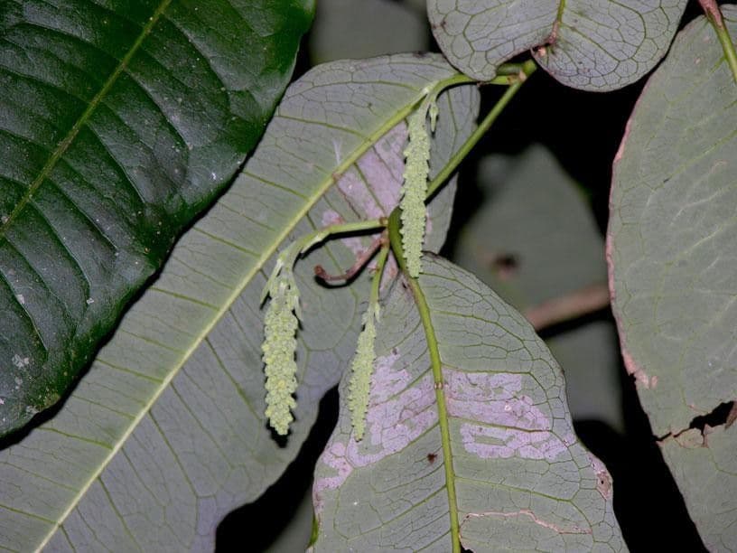 Mabea occidentale 17