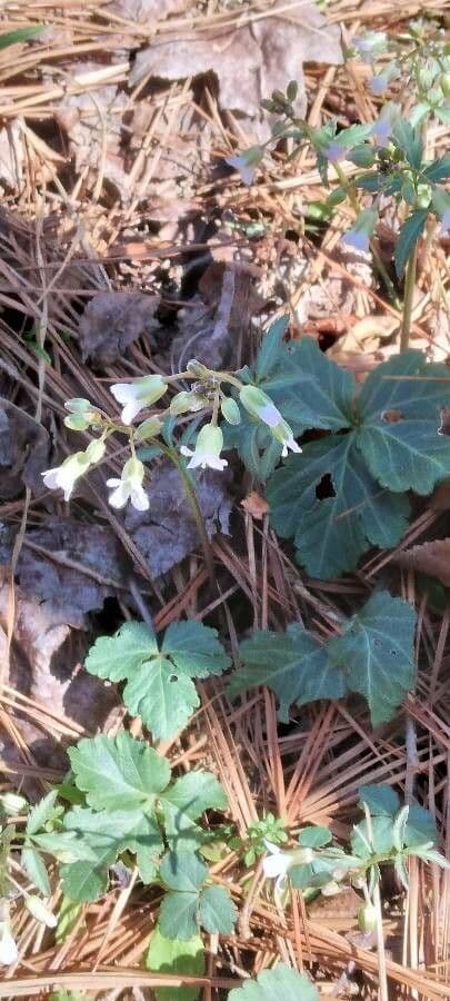 Cardamine angustata