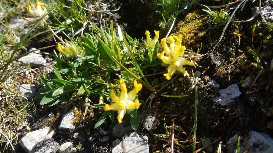Antyllis alpina 3