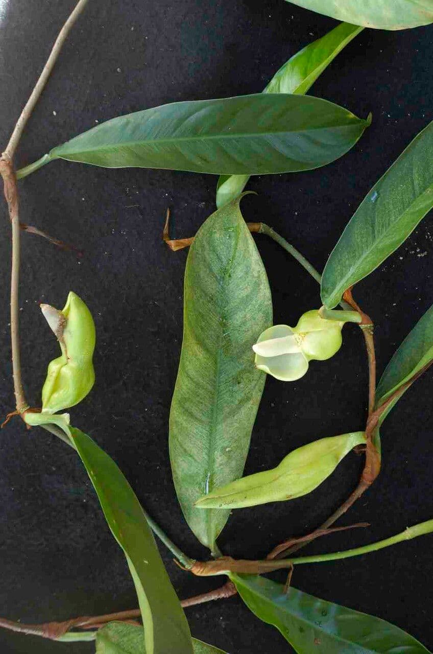Filodendron 3