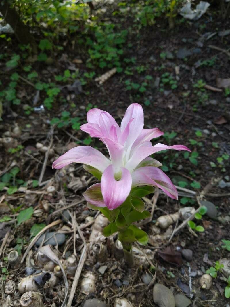 Curcuma mango 2