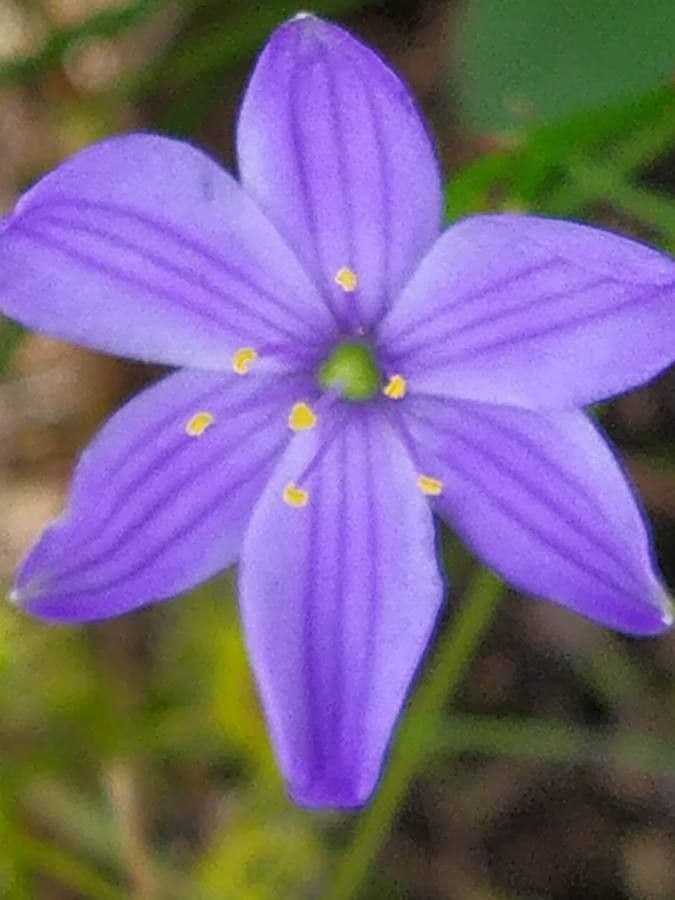 Aristea 4