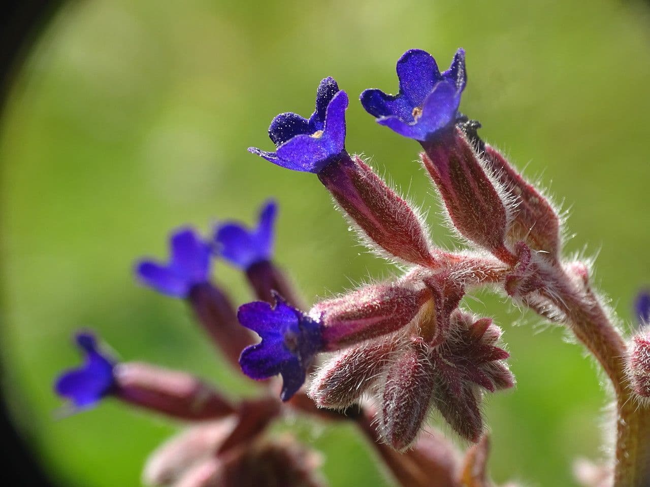 Buglossoide ondulata 6