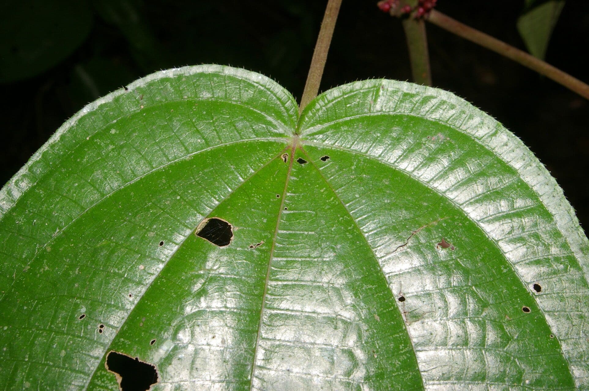 Miconia 12