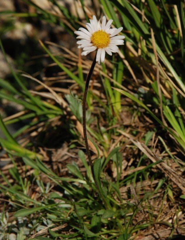 Fleabane 5