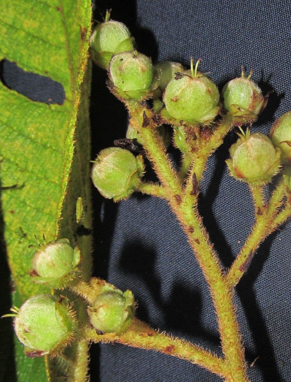 Saurauia 3