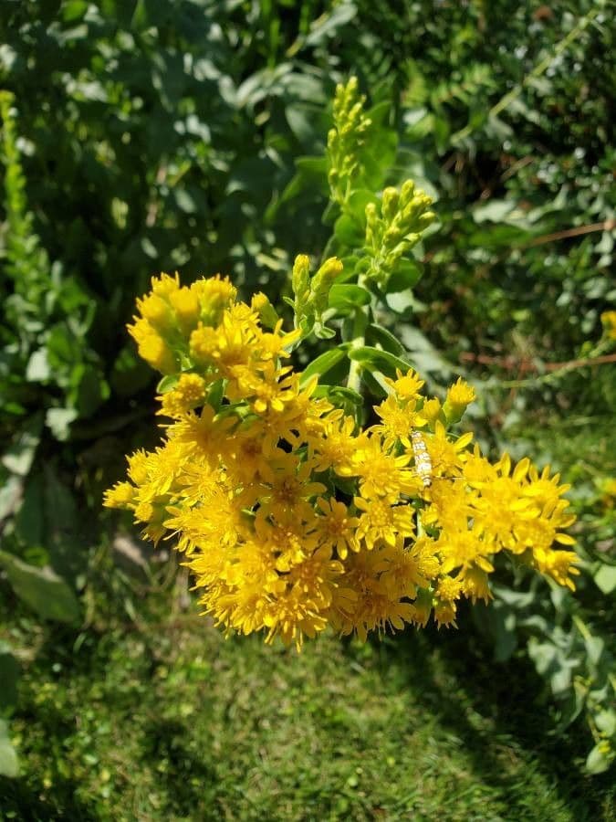 Verga d'oro rigida 4
